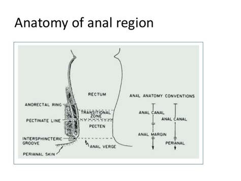 shmale anal|Anal .